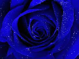 We offer an extraordinary number of hd images that will instantly freshen up your smartphone or computer. Royal Blue Flowers Hd Wallpapers Top Free Royal Blue Flowers Hd Backgrounds Wallpaperaccess