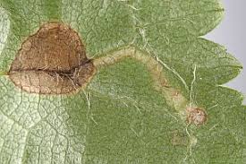 Image result for Stigmella prunetorum