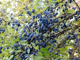 2 X Schlehengelee Mit Quitten Selbstgemachtes Schlehen Gelee Und Obst