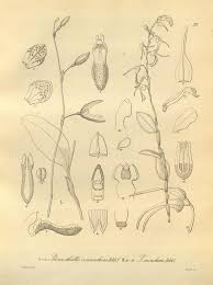 Image result for Microcharis spathulata