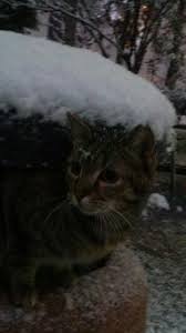 Evi Kar Altinda Kalmis Sokak Kedisi Fotograf Berrin Gursoy Kedi Fotograf