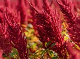 Maybe you would like to learn more about one of these? Growing Amaranth How To Grow Amaranth Plants