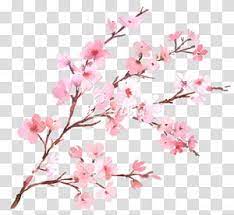 Pink Cherry Blossoms Illustration Cherry Blossom Flower Branch Watercolor Painti Cherry Blossoms Illustration Cherry Blossom Flowers Cherry Blossom Watercolor