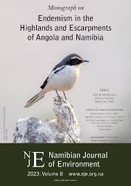 Image result for Petalidium bracteatum