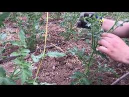 Domateste Koltuk Alma Cok Kolay Yontem Muhendisimiz Anlatiyor Youtube Organik Bahcecilik Fikirleri Bitki Organik Bahcecilik