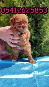 Poodle Yavrusu Poodle Oyuncak Kanis Kopek