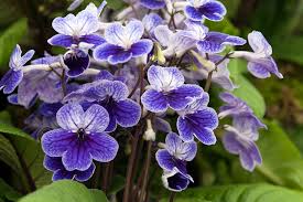 Image result for Streptocarpus eylesii