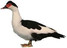 But i have heard great things about murray mcmurray hatchery. Muscovy Ducks For Sale