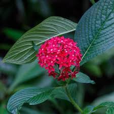 Image result for Acalypha lanceolata