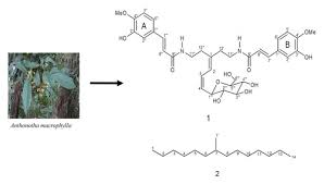 Image result for Anthonotha