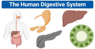 Ii) give the main function of the parts draw a neat and correct diagram of the of the human kidney and label it. The Human Digestive System Organs Functions And Diagram
