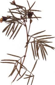 Image result for Psoralea arborea