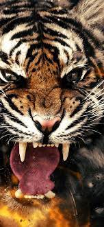We did not find results for: Tiger Close Up Roaring Wallpaper Iphone X Wallpaper Tiger Wallpaper Tiger Wallpaper Iphone Tiger Images