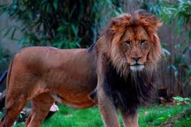 Panthera Leo