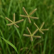 Image result for Dactyloctenium aegyptium