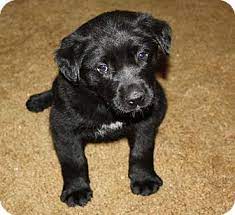 Androscoggin county, lewiston, me id: Kennebunkport Me Labrador Retriever Meet Suzy Q Pending In Maine A Pet For Adoption