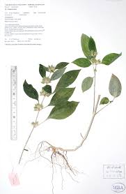 Image result for Dicliptera extenta