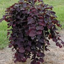 Be the first to review this product. Ruby Falls Redbud Ruby Falls Weeping Redbud Plantingtree