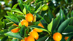 The loquat is a large evergreen shrub or tree, grown commercially for its orange fruit and for its leaves for tea originated from china and imported to japan during tang dynasty at early medieval ages, and also cultivated as an ornamental plant. Best Backyard Citrus Care Burke S Backyard