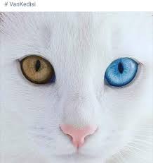 Pin By Jasmin Mcnight On Hulyanin Panosu Cats Pretty Cats Kittens Cutest Cats