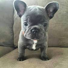 The goals and purposes of this breed standard include: Grey French Bulldog Breeders Near Me Bulldog Lover