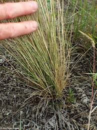 Image result for Festuca chodatiana