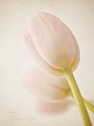 Pin By C Ae Ae On Palette Love Flowers White Flowers Flowers