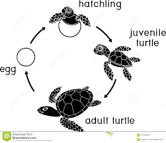Turtle Life Cycle Stock Illustrations 69 Turtle Life Cycle Stock Illustrations Vectors Clipart Dreamstime