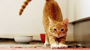 How does moving affect cats? Cat In Heat Signs Symptoms What To Do If Your Cat Is In Heat Cattime