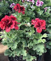 Image result for Geranium vagans
