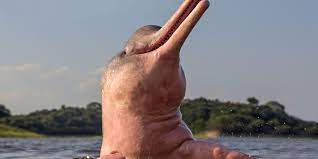 Maybe you would like to learn more about one of these? Endangered Pink River Dolphin Threatened By End Of Fishing Ban In Brazil