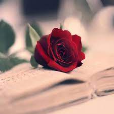 Into You By Healzo Rose Day Pic Love Rose Flower Beautiful Rose Flowers