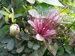 Image result for Capparis