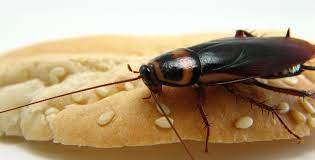 Andrew mangiapane is the hero in ot to defeat russia! Insetto Mangiapane Come Eliminarli