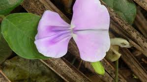 Image result for Vigna vexillata