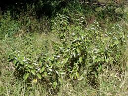 Image result for Pouzolzia guineensis