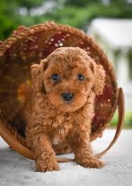When 2 cavapoos are bred together, they are referred to as an f2. Cavapoo Puppies For Sale In Oh Lancaster Puppies