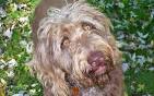 Weimardoodle (Weimaraner Poodle Mix) Info, Temperament ...