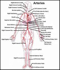 I see (i.c.) = internal carotid artery; Sc Arteries Cardiovascular Exocrine System