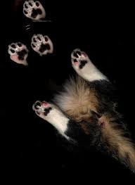 Cat Scan Cedilla Cat Scan Silly Cats Neko Cat