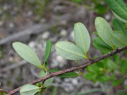 Image result for Erythroxylaceae