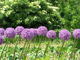 This allium hybrid is sterile, so there is no seeding around and the flowers are longer lasting than other large how about an article on how to keep them under control. Giant Allium Bulbs Globemaster Dutchgrown Fresh From The Farm