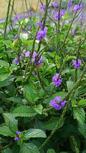 Image result for foto verbena