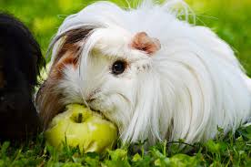 I stopped there, although lola eventually started eating the skins. Can Guinea Pigs Have Pears Serving Size Hazards More