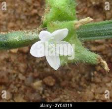 Image result for Oxygonum