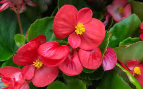 Wax Begonia How To Grow And Care For Wax Begonias Best Plants For Shade Begonia Shade Plants