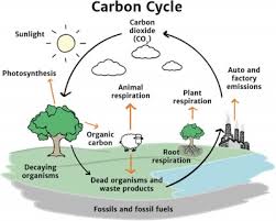 Carbon Cycle Diagram And Explanation Wiring Diagrams