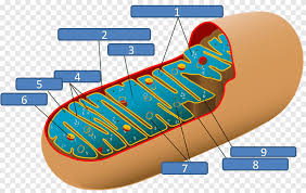 Mitochondria and chloroplasts import the vast majority of their proteins across two membranes. Mitochondrion Plant Cell Chloroplast Respiration Electrocardiography Biology Outdoor Shoe Png Pngegg