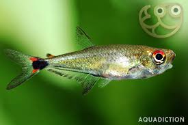 Image result for Swertia tetrandra