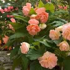 Maybe you would like to learn more about one of these? Begonia John Smith Blackmore Langdon White Flower Farm